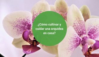 como cultivar y cuidar una orquídea en casa