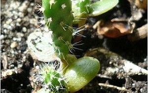 cactus, un planta facil de cuidar